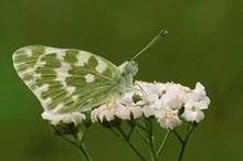 " Resedafalter " (Pontia daplidice)