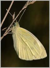 Kleiner Kohlweissling (Pieris rapae)