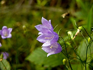 Glockenblume ND