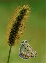 " Gemeiner Bläuling " ( Polyommatus icarus