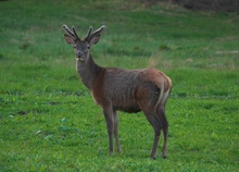 Hirsch im Mai [ND] [EBV]