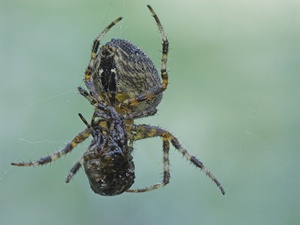 Gartenkreuzspinne ND :     	Naturdokument nicht arrangiert oder manipuliert