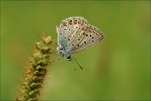 " Gemeiner Bläuling " ( Polyommatus icarus)