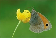 " Kleiner Heufalter " (Coenonympha pamphilus) #3