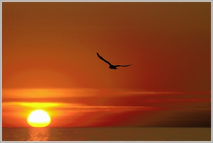 Fly away, Abendstimmung an der Ostsee