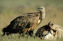 Gänsegeier am Aas ND