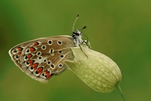 " Gemeiner Bläuling " ( Polyommatus icarus)