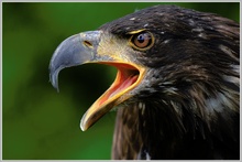 Weisskopfseeadler Jungtier (Haliaeetus leucocephalus)