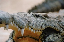 ZO Krokodil