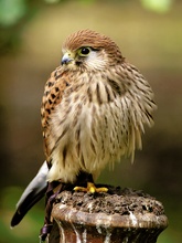 Falco Tinnunculus