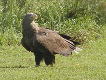 Seeadler ND