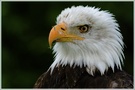 Weisskopfseeadler (Haliaeetus leucocephalus)