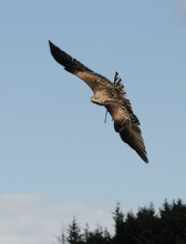 Rotmilan im Flug