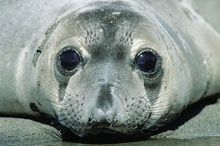 Können diese Augen lügen?