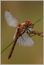 Gefleckte Heidelibelle (Sympetrum flaveolum)