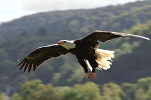 Weißkopfseeadler