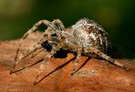 Kreutzspinne KD