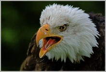 Weisskopfseeadler (Haliaeetus leucocephalus)