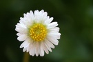 Gänseblümchen ND