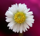Gänseblümchen KD