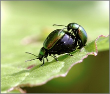 Käfer