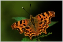 C-Falter (Polygonia c-album)