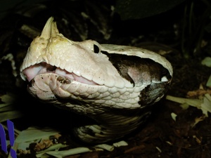 Bitis gabonica rhinoceros ZO