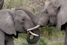 Bullenkämpfchen in der Serengeti 2005 ND