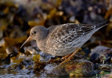 Meerstrandläufer [ND]