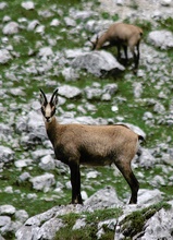 Gemse im Kaisergebirge, ND