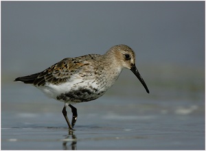 Alpenstrandläufer ND