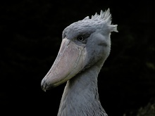 Schuhschnabel Portrait ZO