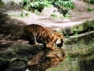 Tigerbild-weils so wenig sind:-)
