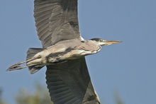 Graureiher im Flug