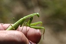 Mantis religiosa ND(?)