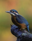 Eisvogel ND