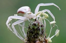 Krabbenspinne ND