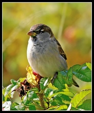 Spatz