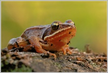 Springfrosch (Rana dalmatina)