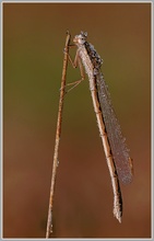 Gemeine Winterlibelle (Sympecma fusca)