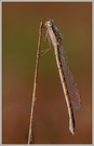 Gemeine Winterlibelle (Sympecma fusca)