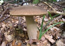 Steinpilz -EBV-