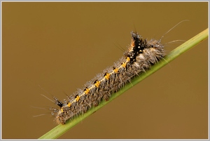 Raupe der Grasglucke (Philudoria potatoria)