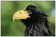 Riesenseeadler - ZO