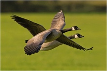 Crossing Wings