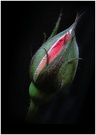 Und jedem Anfang wohnt ein Zauber inne... (H. Hesse) KD
