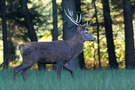 Hirsch im Herbstwald