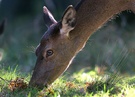 Rothirsch Weibchen ( Cervus elaphus )