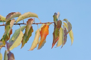 Blätter im Herbst II