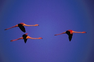 Fliegende Flamingos im Abendlicht ND